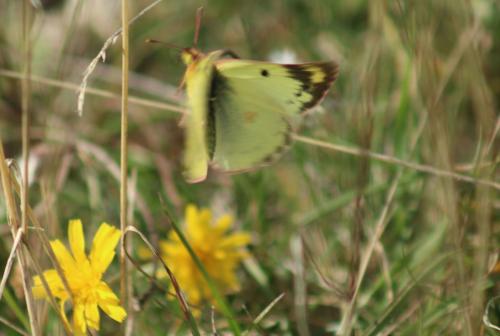 Colias sp.